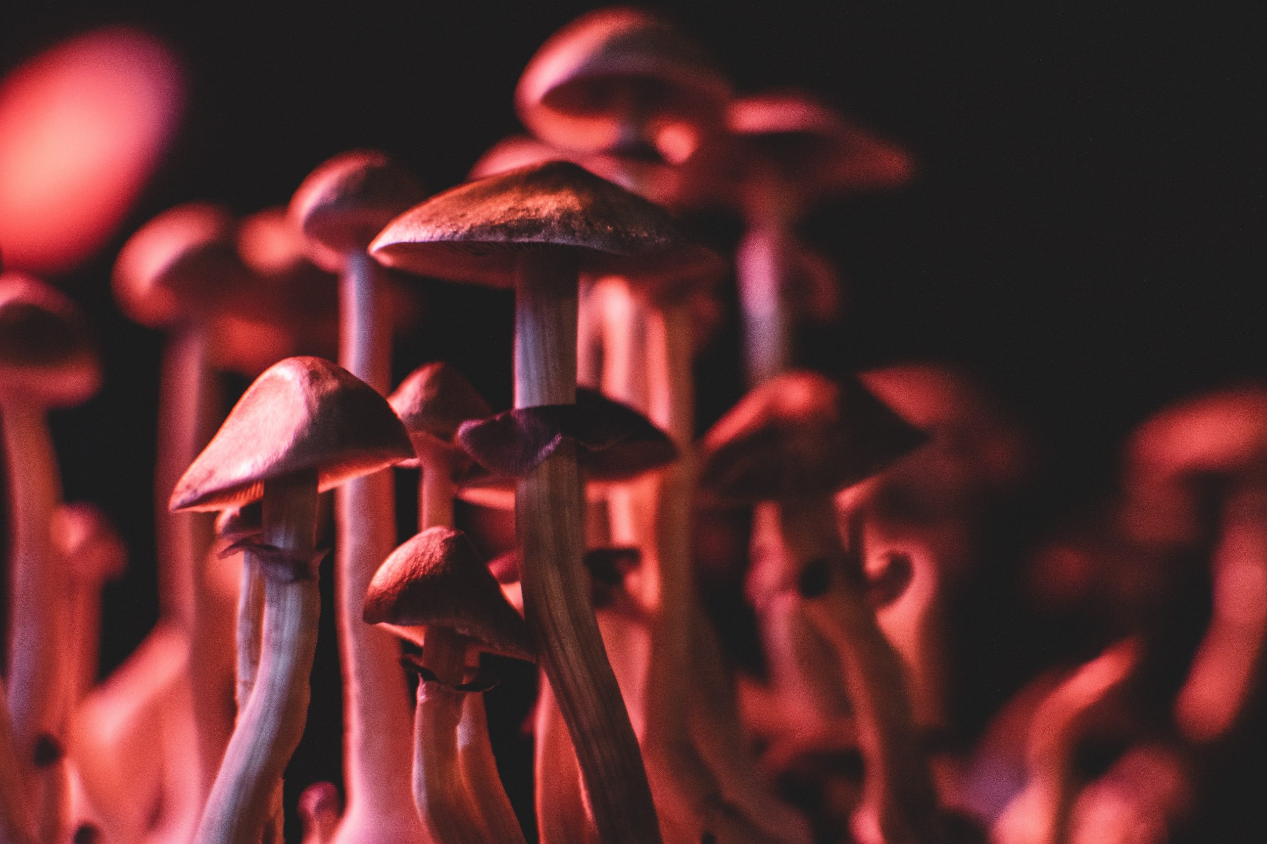 Brown mushrooms with black background